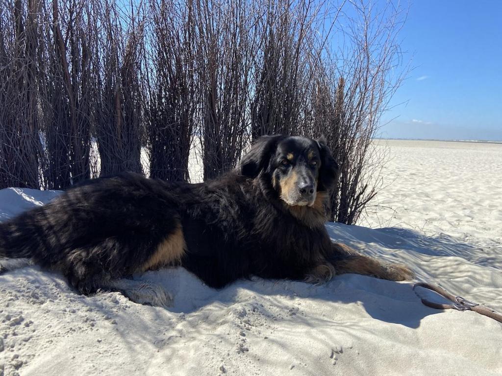 Ferien Im Wangerland Ferienwohnung Leuchtturm Minsen Schillig Hund Pool Sauna Norderaltendeich Bagian luar foto